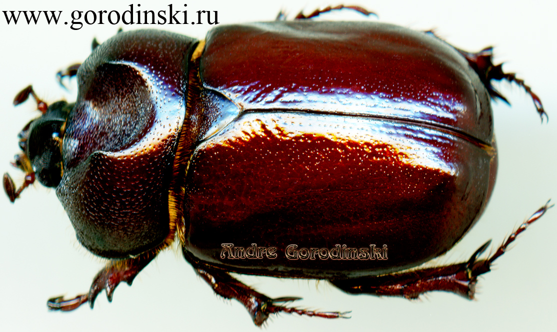 http://www.gorodinski.ru/scarabs/Phyllognathus hauseri.jpg